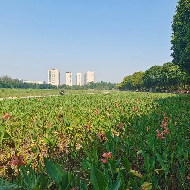 東莞生態園 都市綠肺，自然與科技交融的休閑勝地